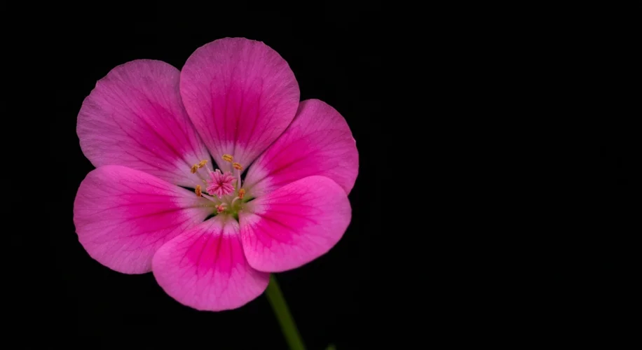 Sumo Wrestling: Ancient Traditions and Global Champions