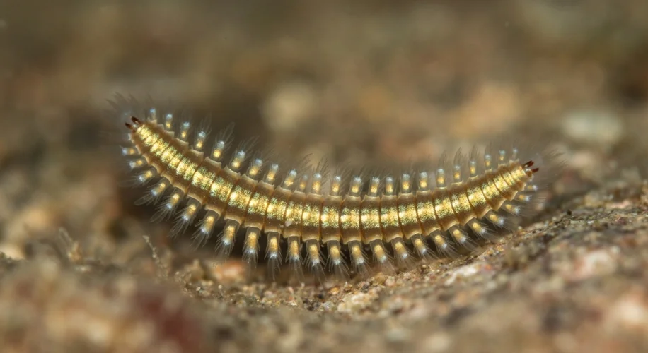 The Golden Worm: Nature's Poison Fighter